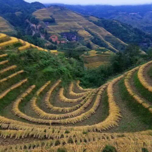 Longji Rice Terraces after harvest