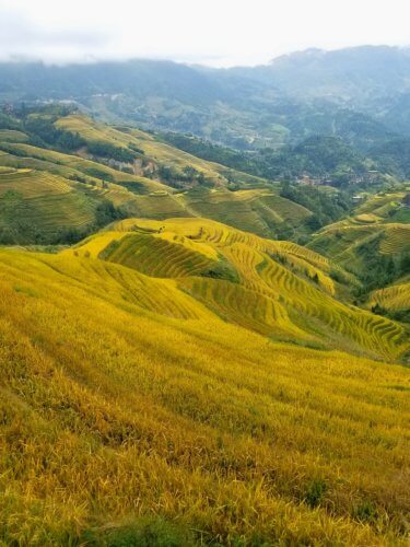 Longji Rice Terraces Jinkeng