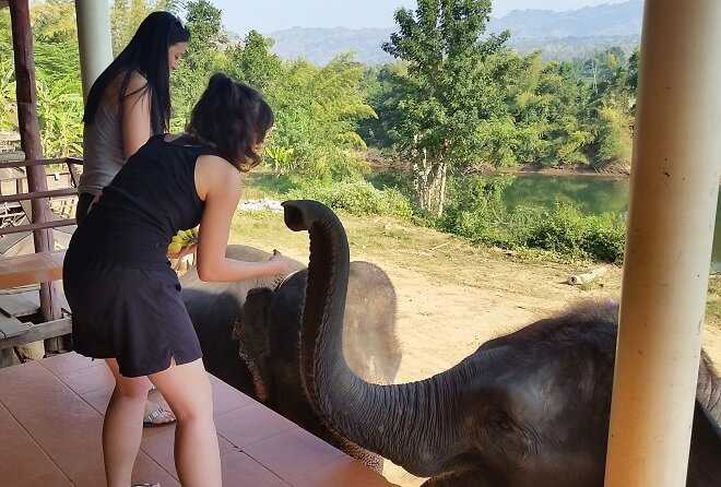 Elephants thailand