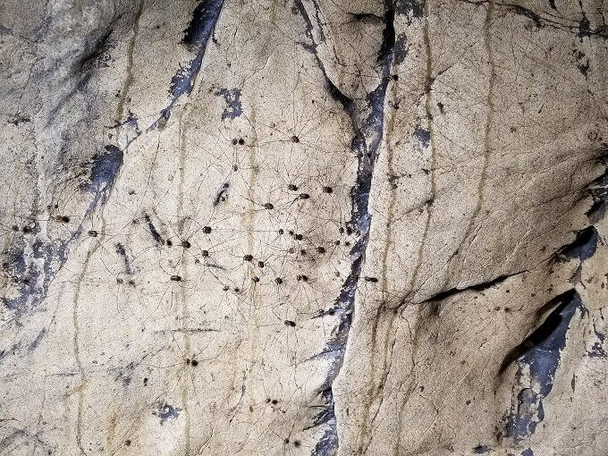 Long Cave Soppong spiders