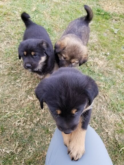 Annapurna puppies
